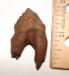 Squalodon Molar